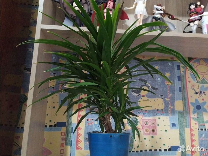 Продам домашние цветы