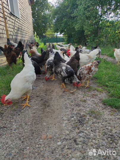 Петушки молодые