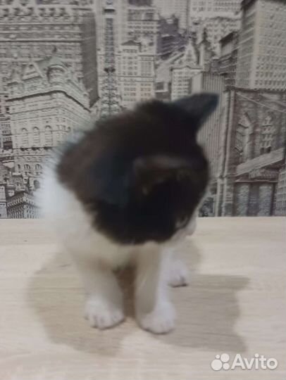 Котëнок в дар