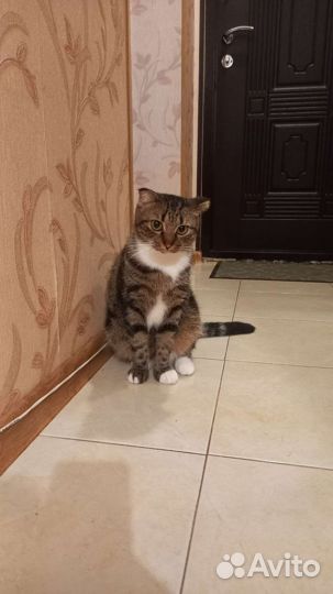 Кошка