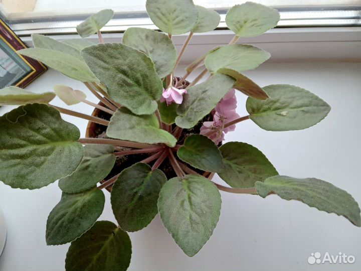 Фиалка розовая