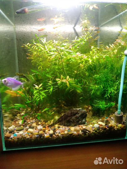Аквариум