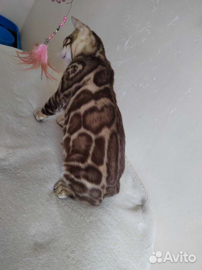 Бенгальский кот