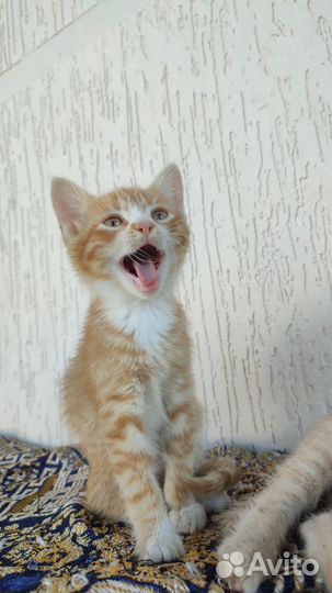 Котятки в добрые руки