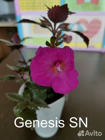 Растение ахименес