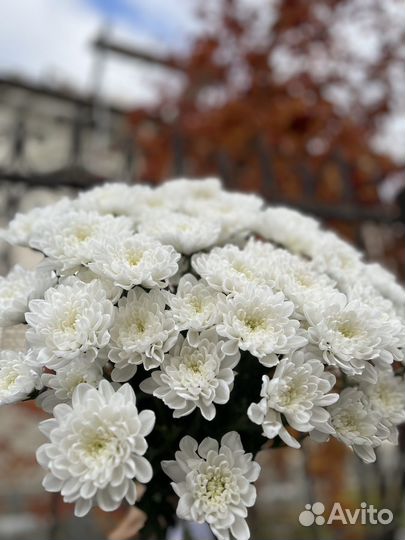 Хризантема барнаул с доставкой