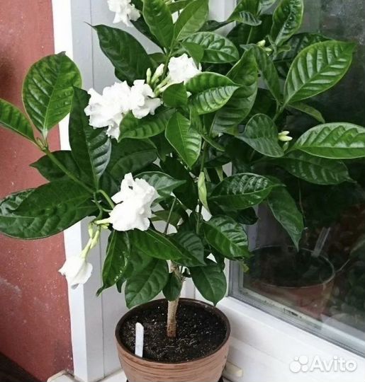 Табернемонтана, хойя мультифлора, хатиора, руттия