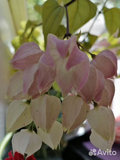 Клеродендрум томпсона