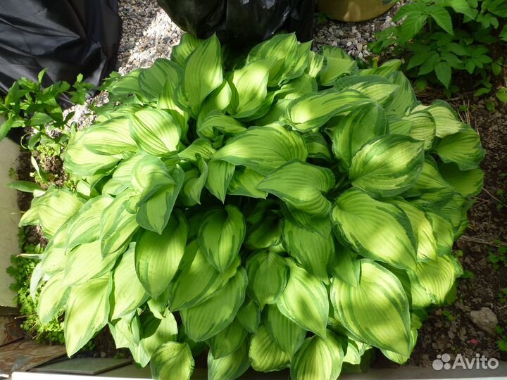 Хоста Фортунеи Альбопикта (Albopicta)