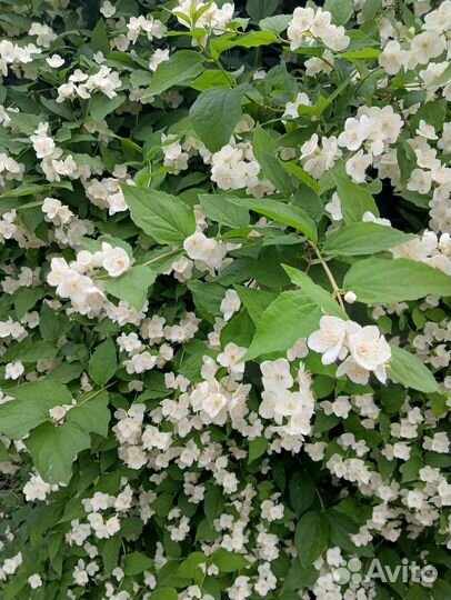 Чубушник, Сибирский Жасмин, много разных растений