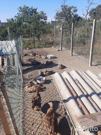 Мускусные утки