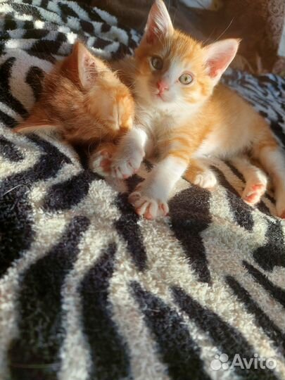 Рыженький котёнок