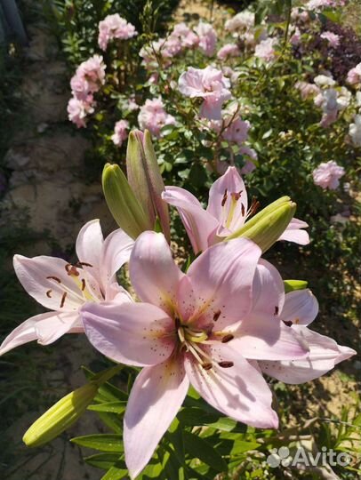 Лилии и другие цветы