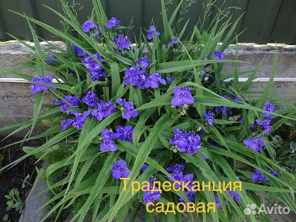 Многолетние садовые цветы