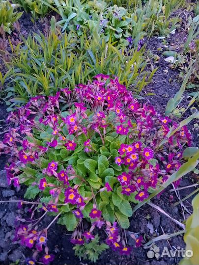 Многолетние садовые цветы