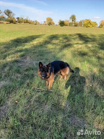 Вязка немецкая овчарка