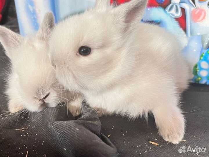 Декоративные кролики