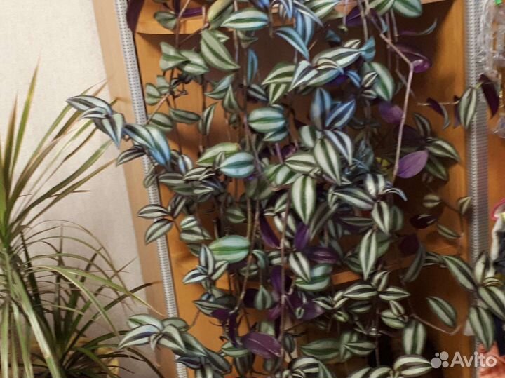 Традесканция зебрина и цитрусовые