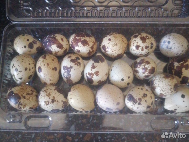 Яйцо перепелиное инкубационное