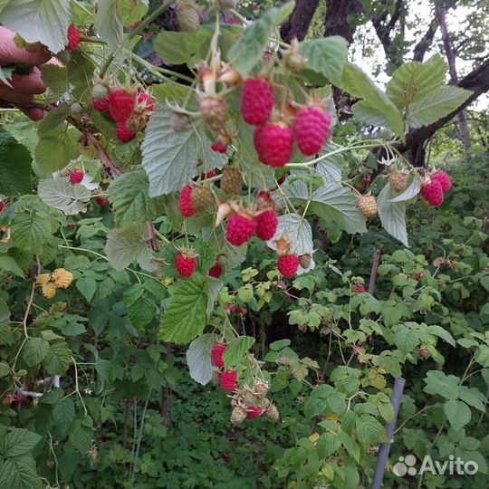 Малина саженцы