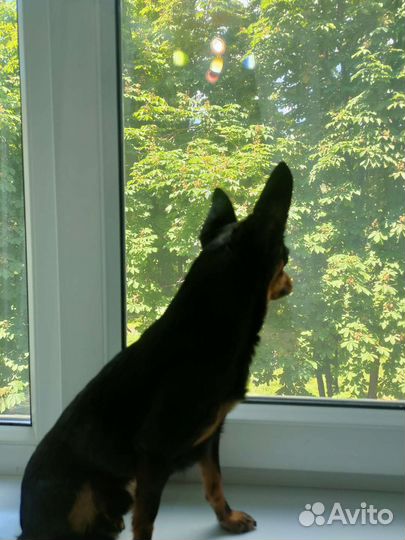 Вязка той-терьер