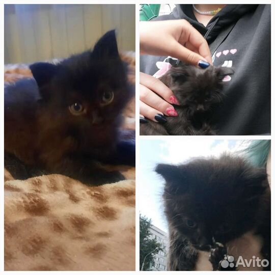 Отдам в добрые руки маленькую кошечку