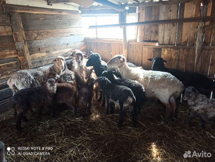 Овцы бараны ягнята