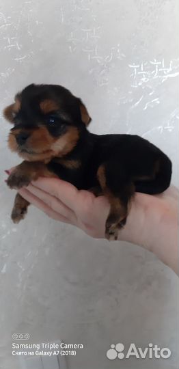 Йоркширский терьер