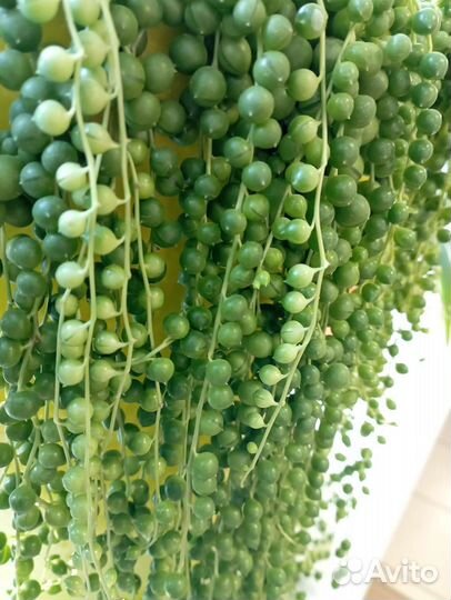 Крестовник Роули