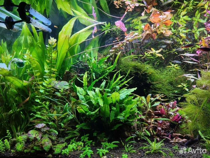 Аквариумные растения Нимфея вк