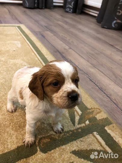 Бретонский эпаньоль