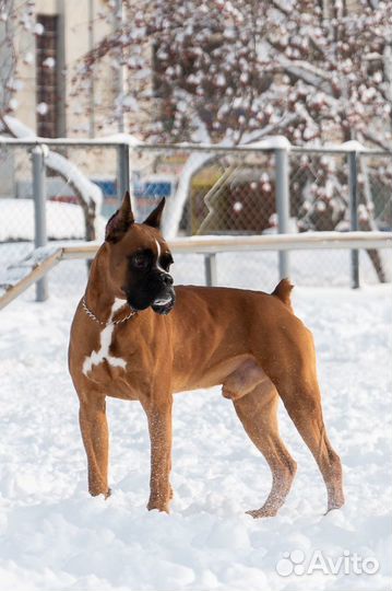 Боксер на Вязку