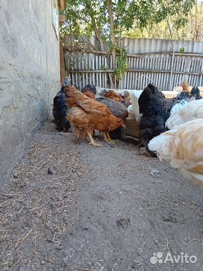 Породистая птица