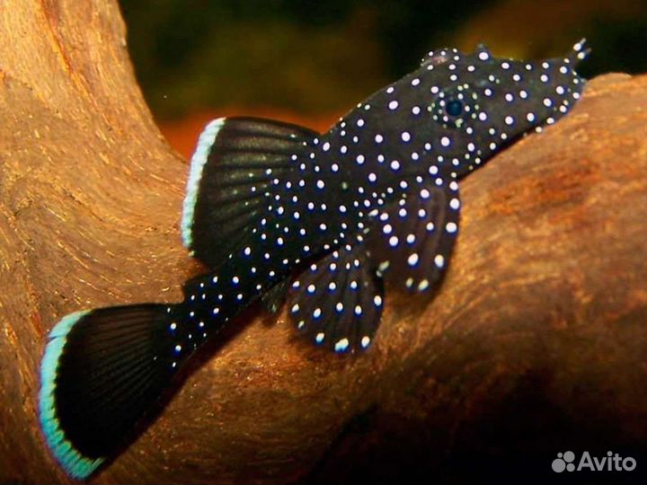 Аквариумные рыбки Свое разведение