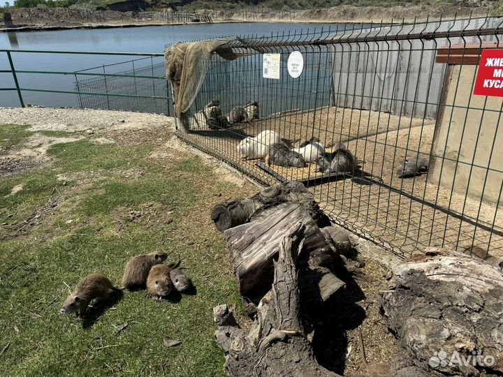 Нутрии продать