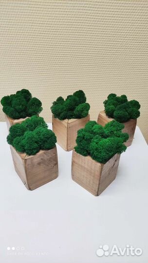 Стабилизированный мох в гипсовом кашпо