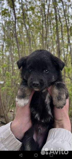 Щенок мальчик в очень добрые руки