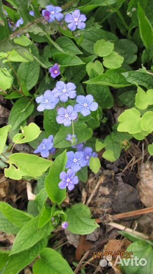 Омфалодес весенний