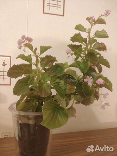 Бегония вечноцветущая розовая розочка