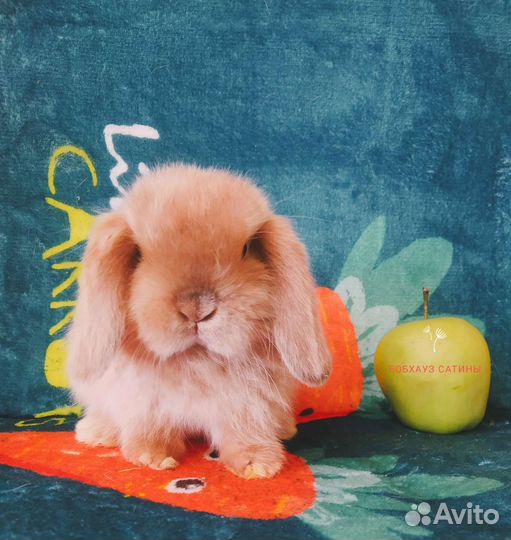 Кролик чистокровный карликовый баран