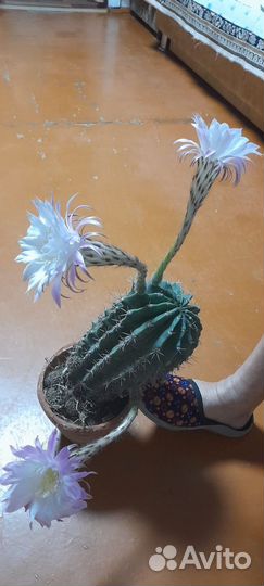 Кактус цветущий