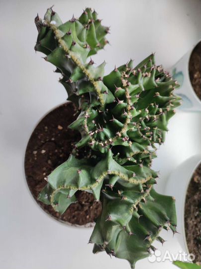 Редкий кактус Euphorbia lactea f. cristata