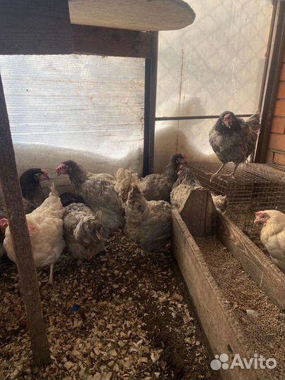 Куры молодки