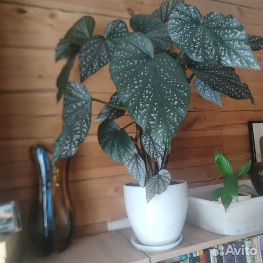 Бегония королевская