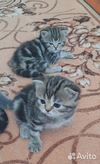 Шотландские котята