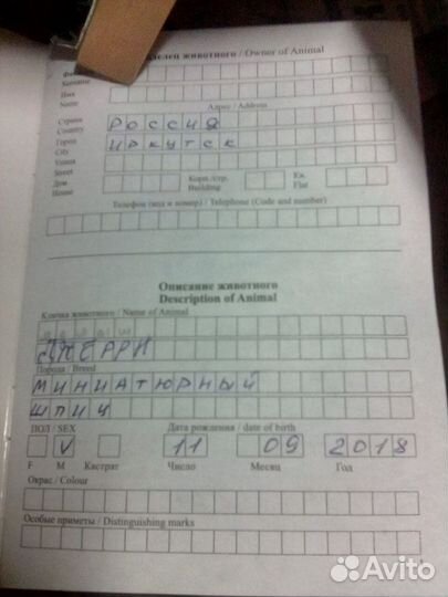 Вязка. Миниатюрный шпиц