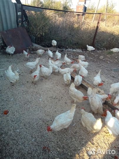 Куры несушки
