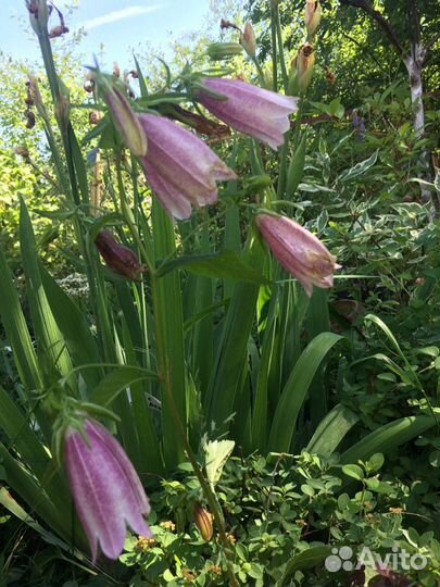 Садовые цветы