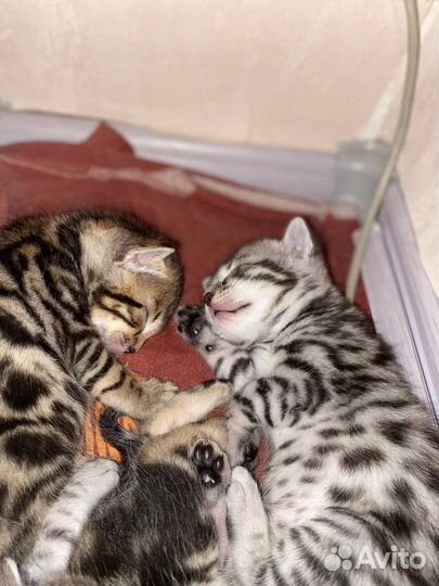 Бенгальские котята