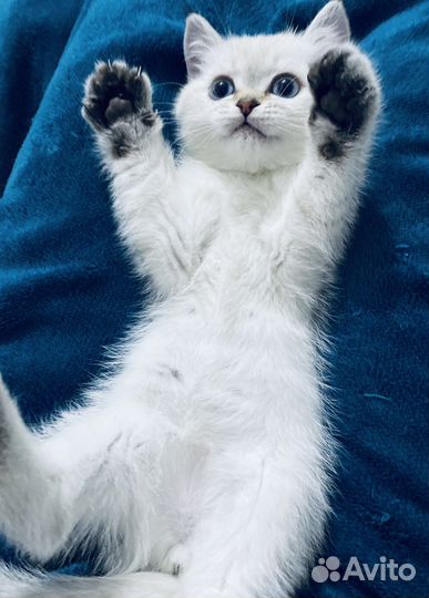 Вислоухие котята